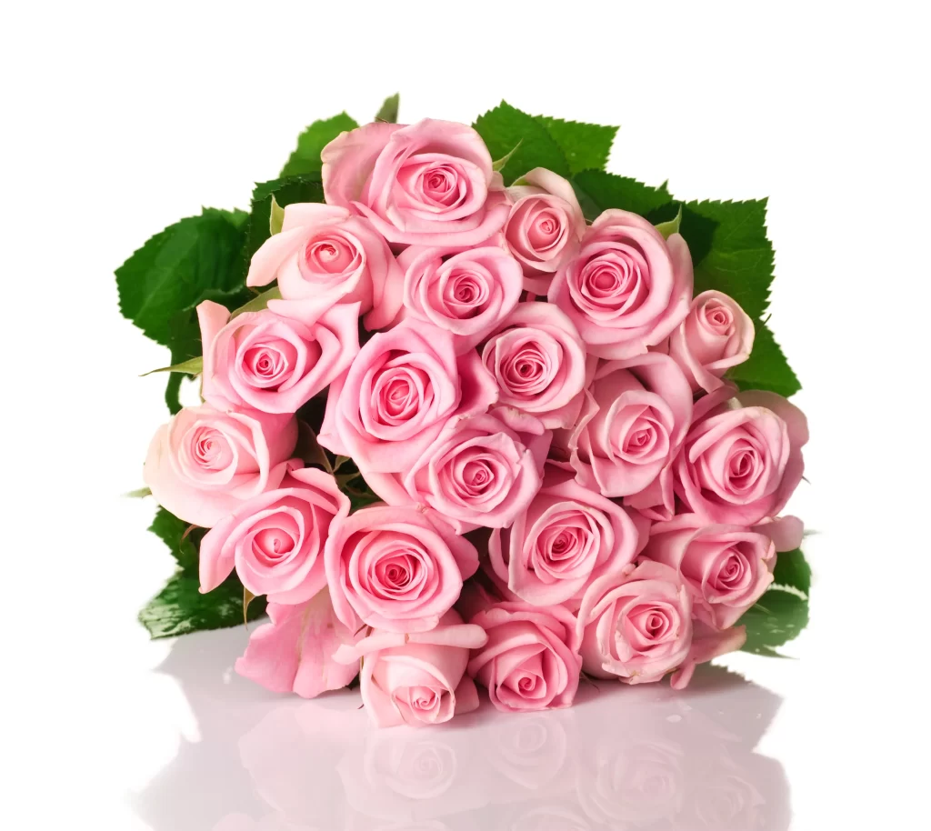 Pink Rose Flower Petal Beauty neutral Freshness
