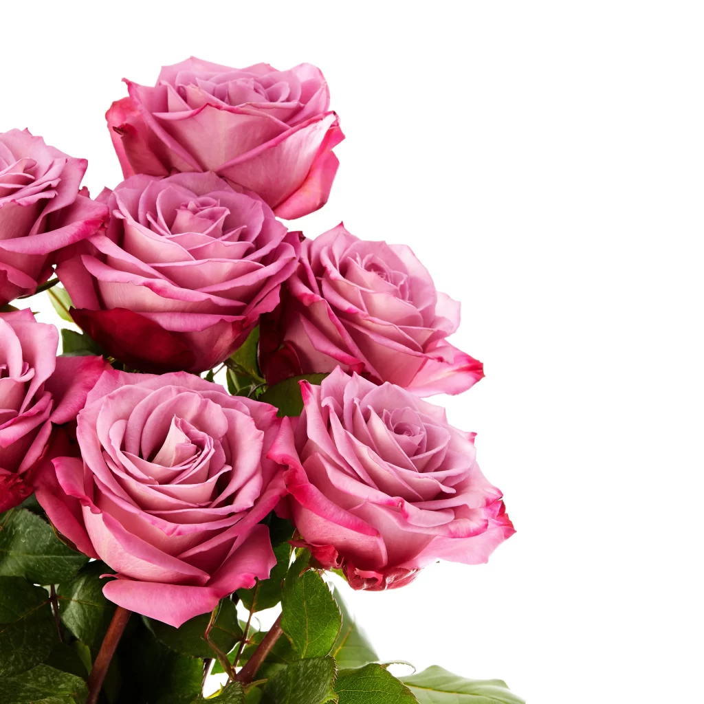 Pink Rose Flower Petal Beauty Softness