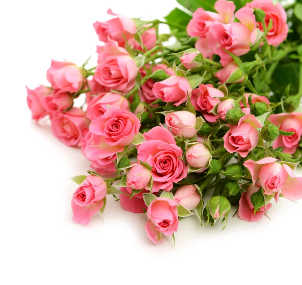 Pink Rose Flower Petal Beauty neutral Freshness