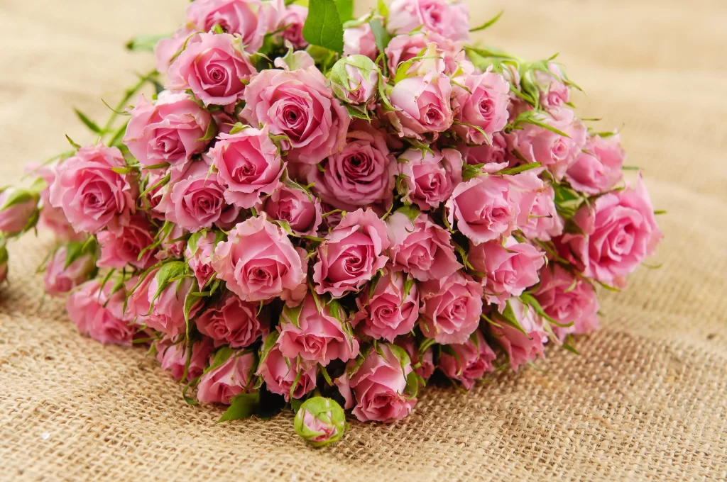 Pink Rose Flower Petal Beauty Nature