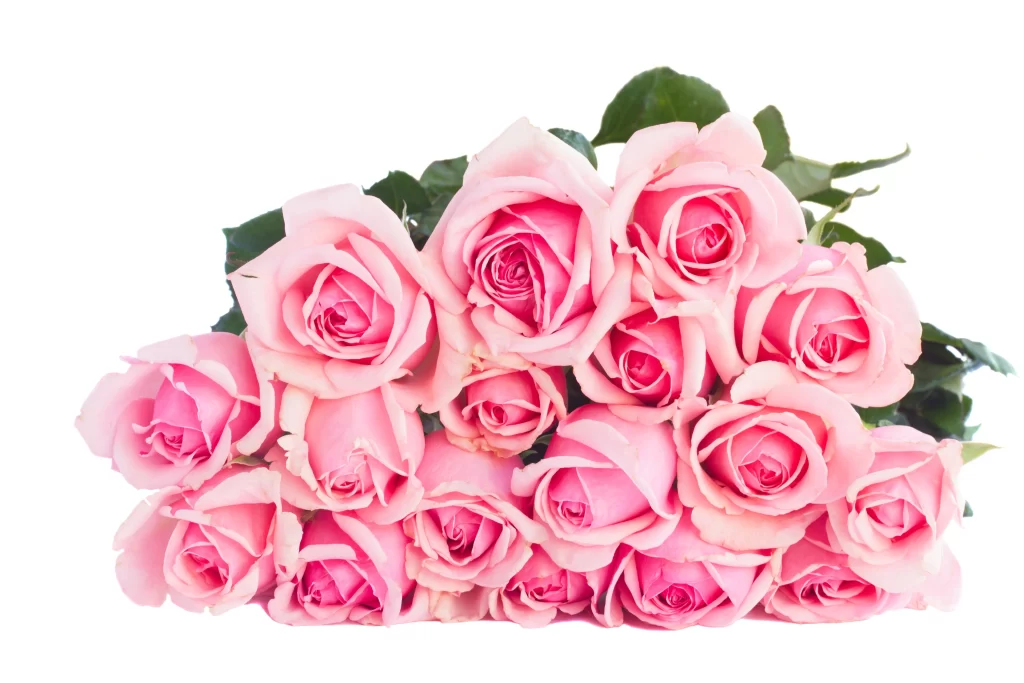 Pink Rose Flower Petal Beauty neutral Freshness