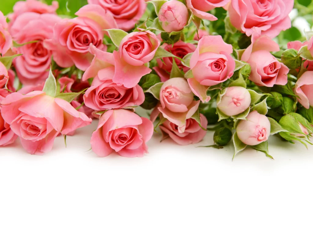 Pink Rose Flower Petal Bloom