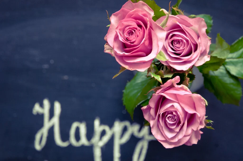 Pink Rose Flower Petal Colorful Background