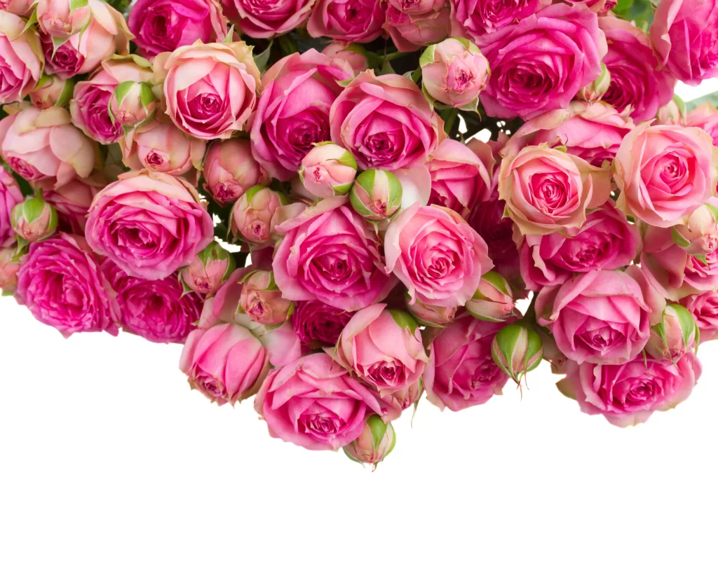 Pink Rose Flower Petal Colorful neutral Bouquet