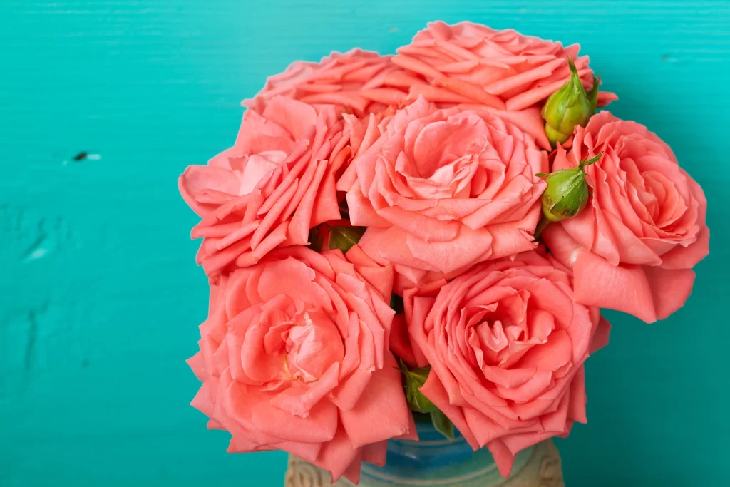 Pink Rose Flower Petal Colorful