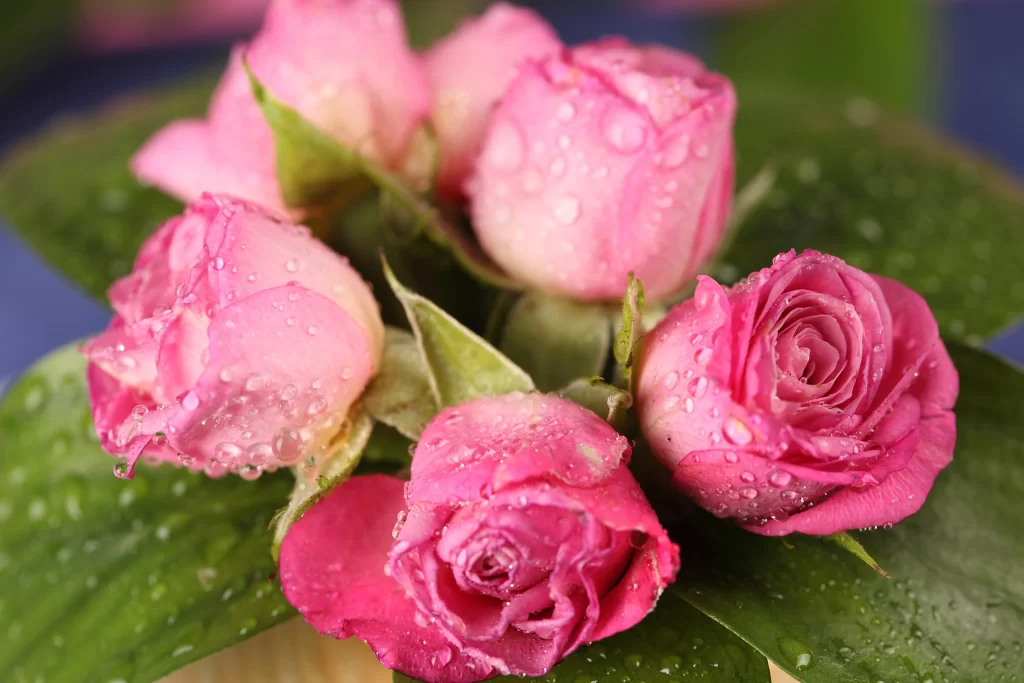 Pink Rose Flower Petal Dewdrops neutral Close-up