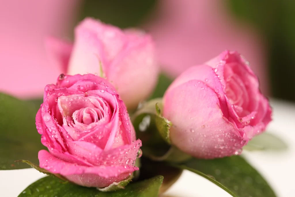 Pink Rose Flower Petal Dewdrops Macro neutral Photography