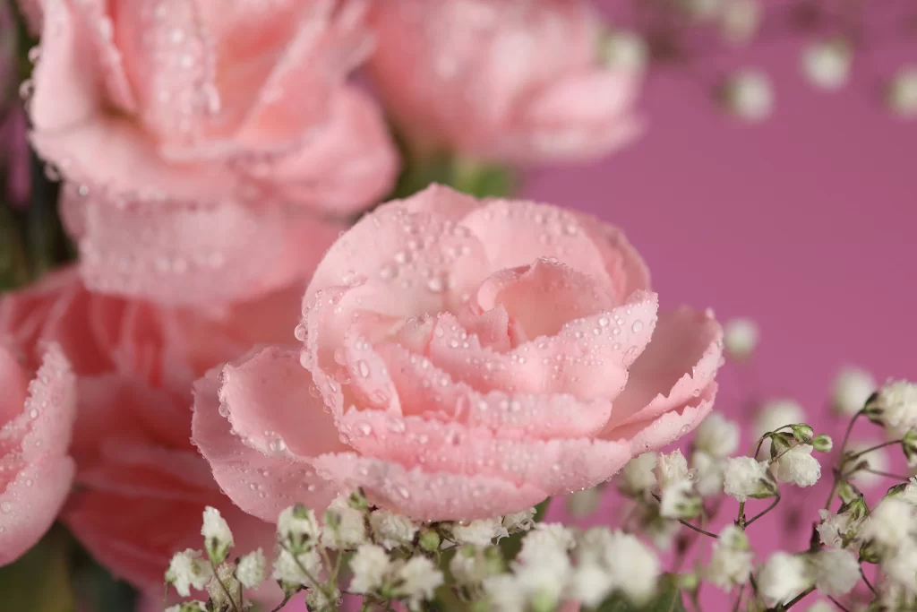 Pink Rose Flower Petal Dewdrops neutral Close-up