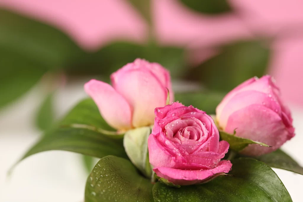 Pink Rose Flower Petal Dewdrops Macro neutral Photography