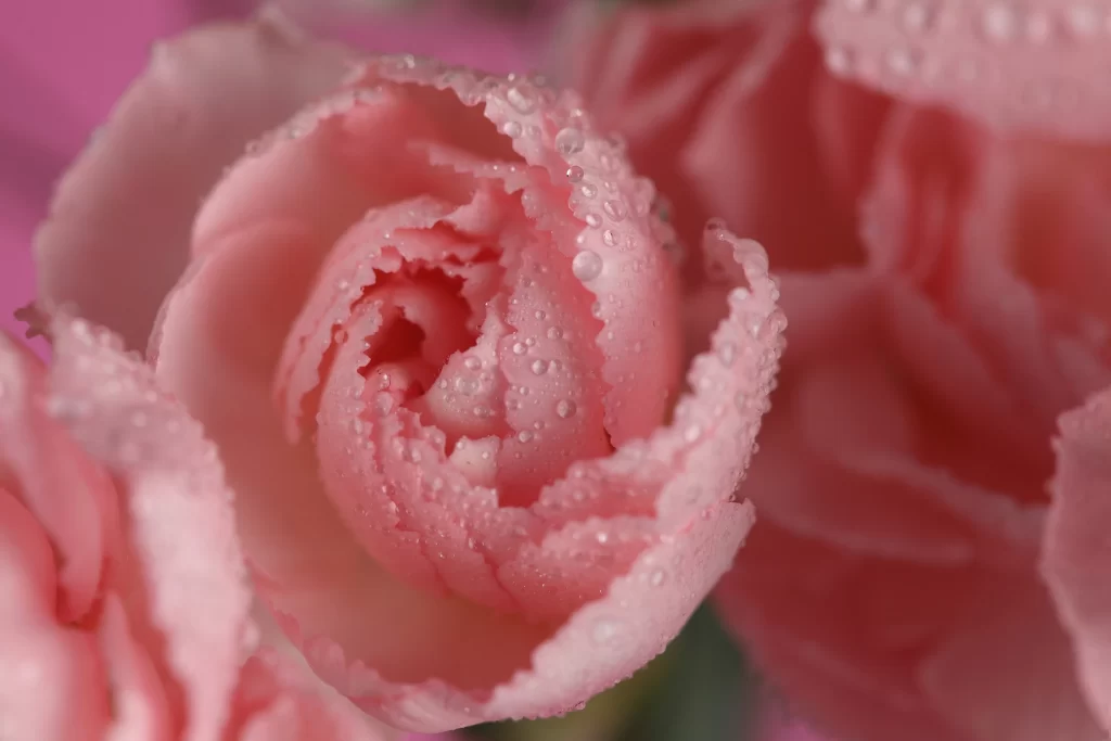Pink Rose Flower Petal Dewdrops Macro neutral Photography