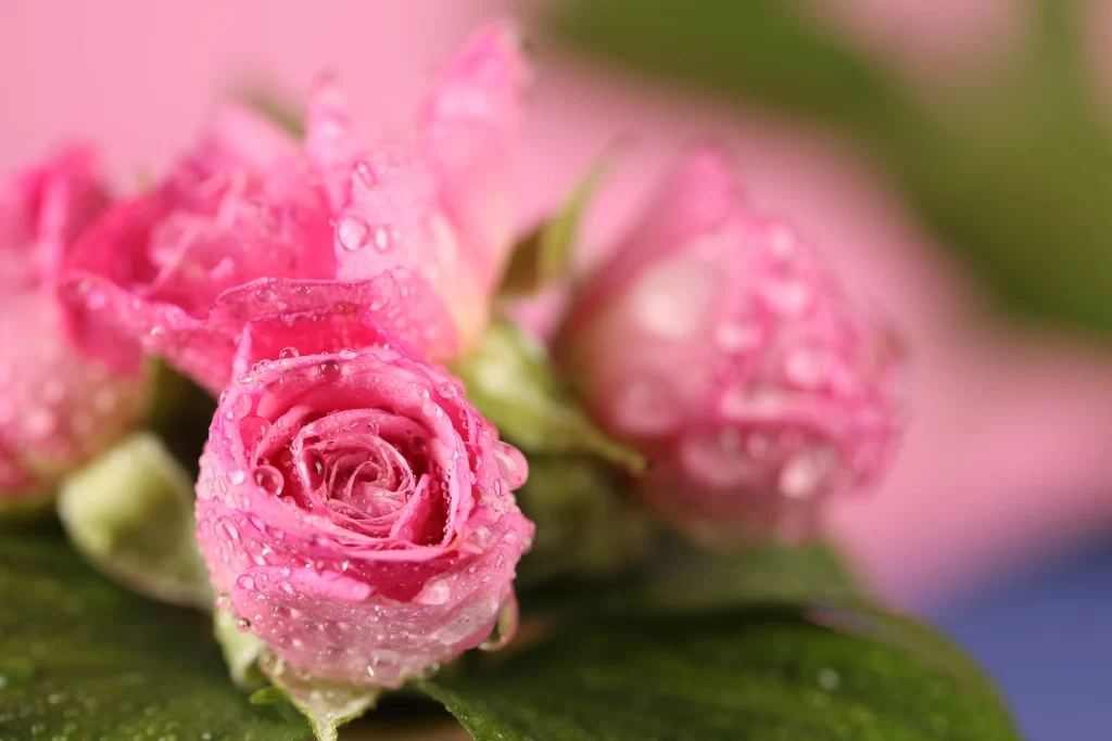 Pink Rose Flower Petal Dewdrops Macro neutral Photography