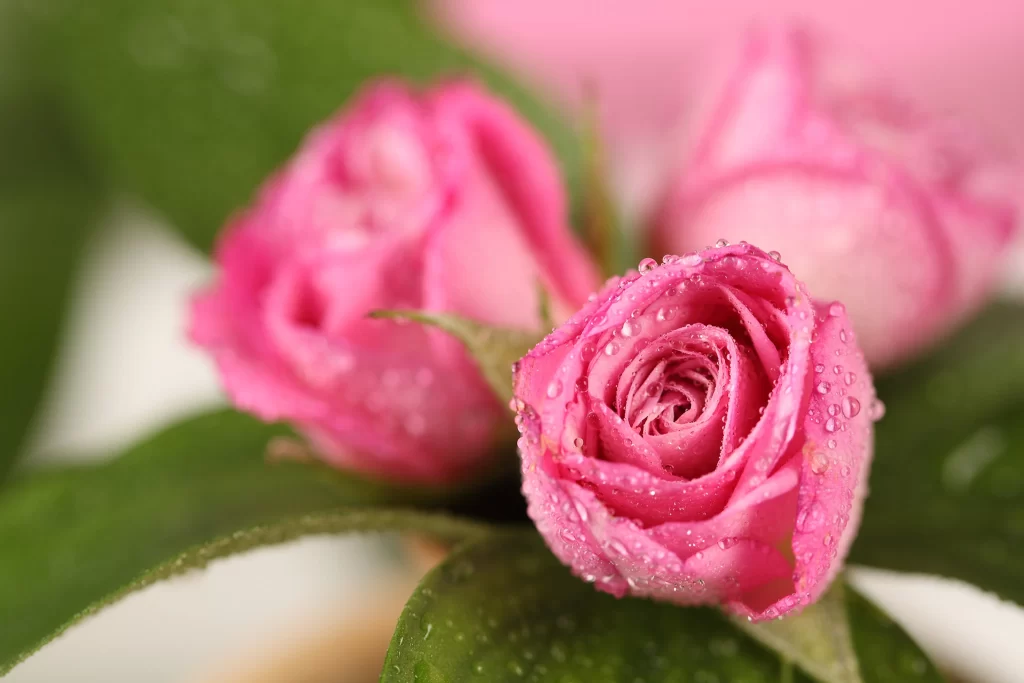 Pink Rose Flower Petal Dewdrops Macro neutral Photography