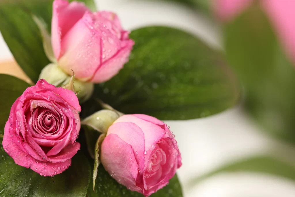 Pink Rose Flower Petal Dewdrops Macro neutral Photography
