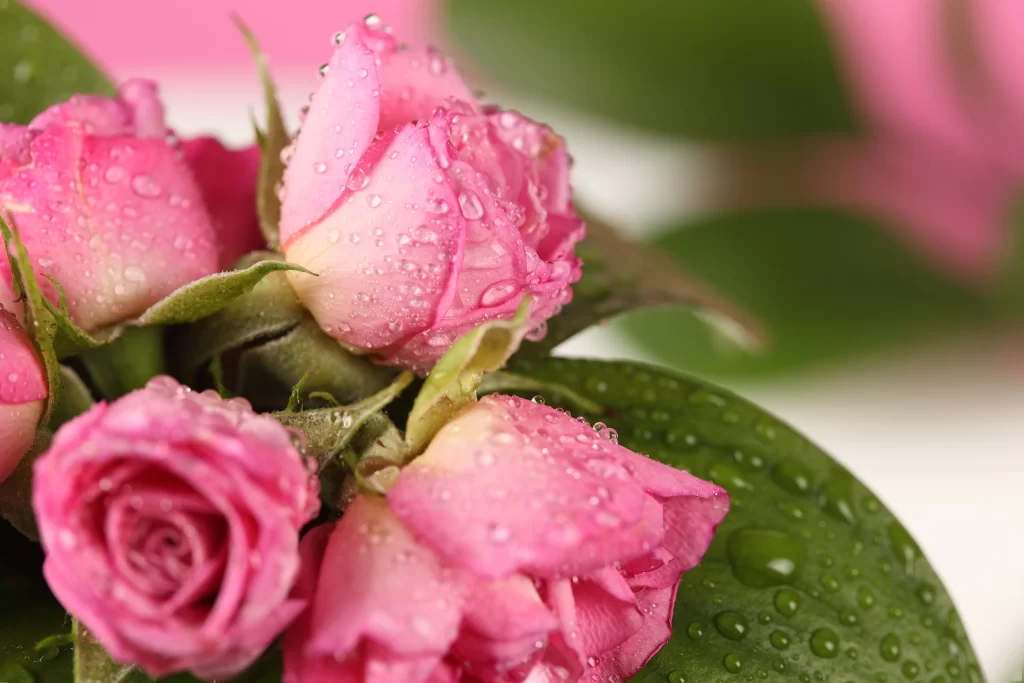 Pink Rose Flower Petal Dewdrop Macro Photography