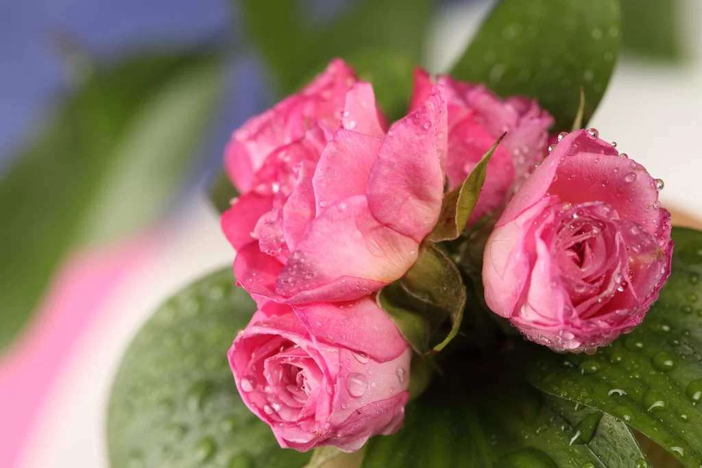 Pink Rose Flower Petal Dewdrop Nature
