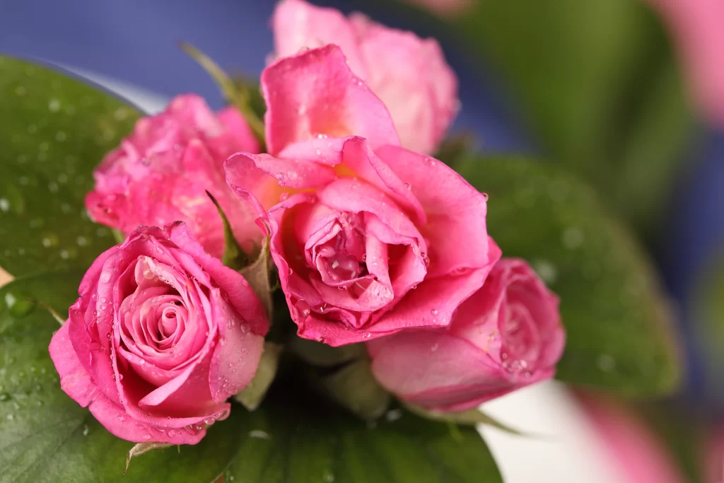 Pink Rose Flower Petal Dewdrops Macro neutral Photography