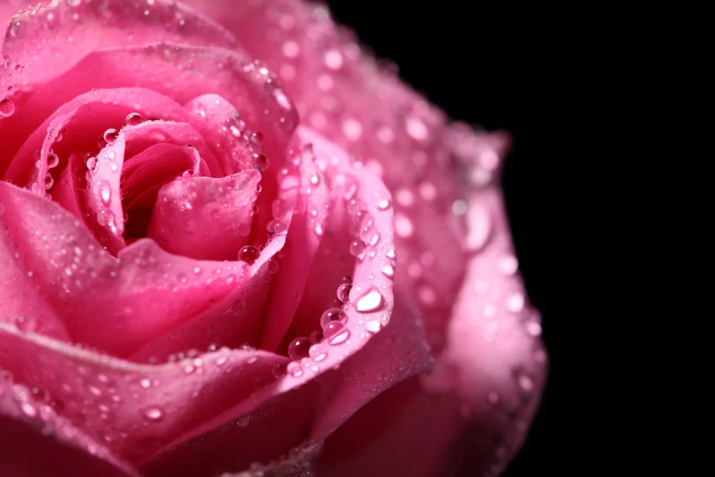 Pink Rose Flower Petal Dewdrops Macro neutral Photography