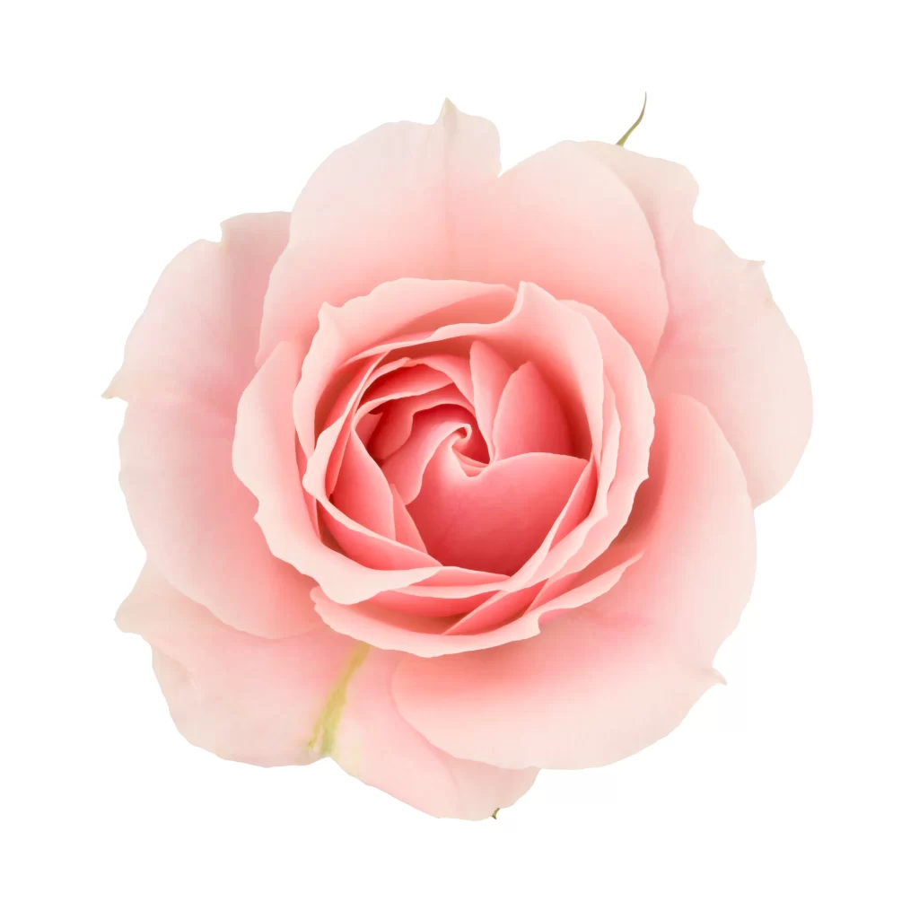 Pink Rose Flower Petal Macro Photography white Garden