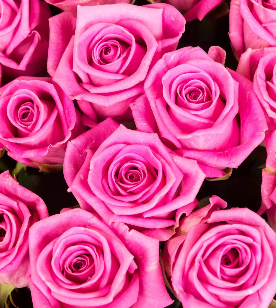 Pink Rose Flower Petal Macro Photography neutral Garden