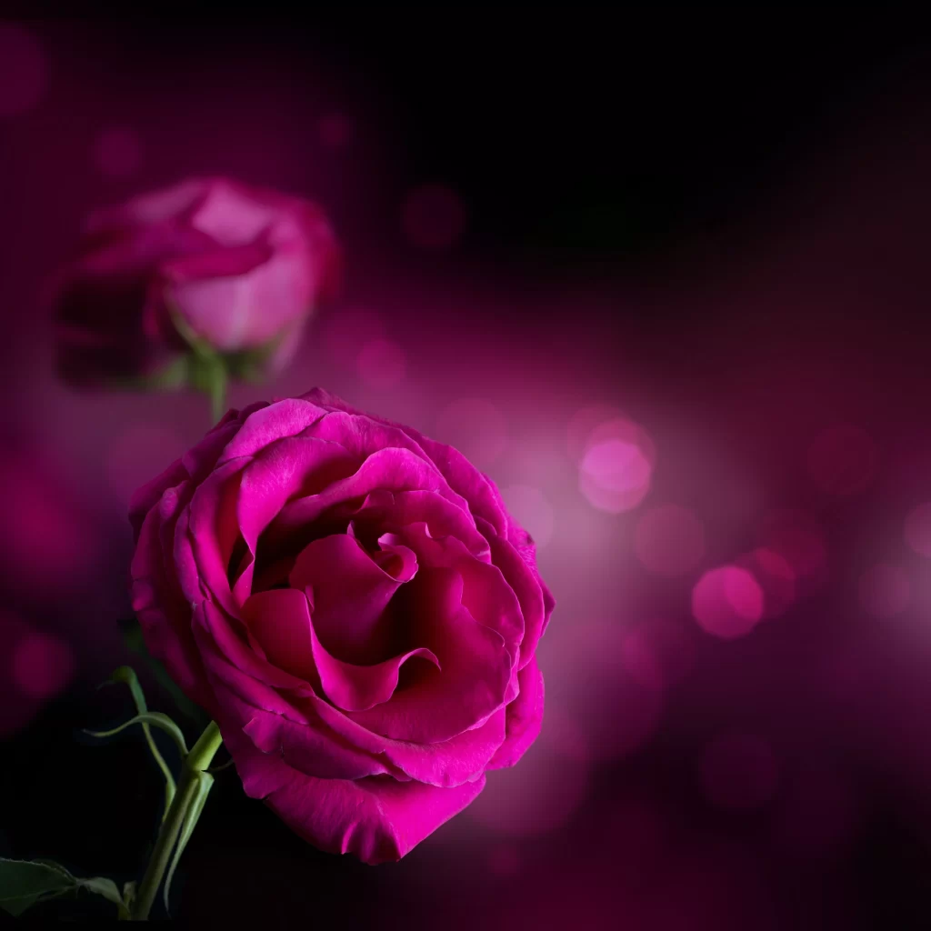 Pink Rose Flower Petal Macro Photography neutral Garden