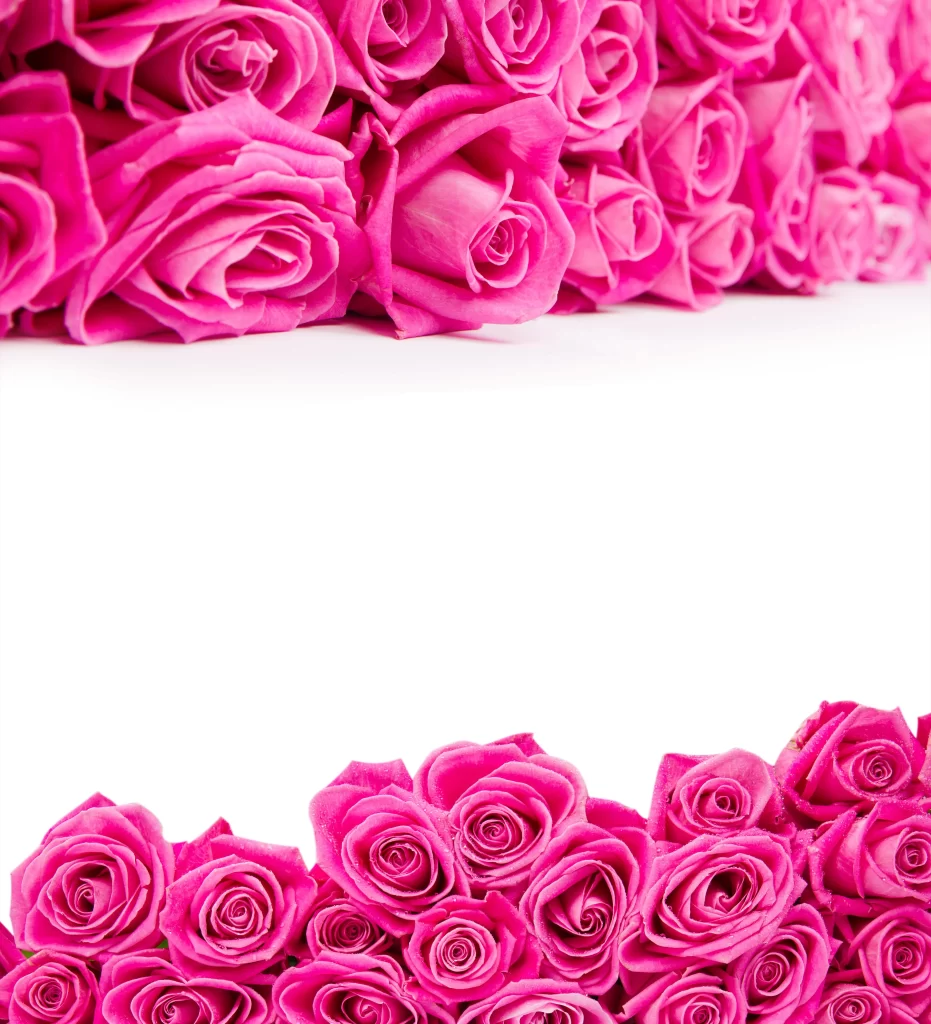 Pink Rose Flower Petal Macro Photography neutral Garden