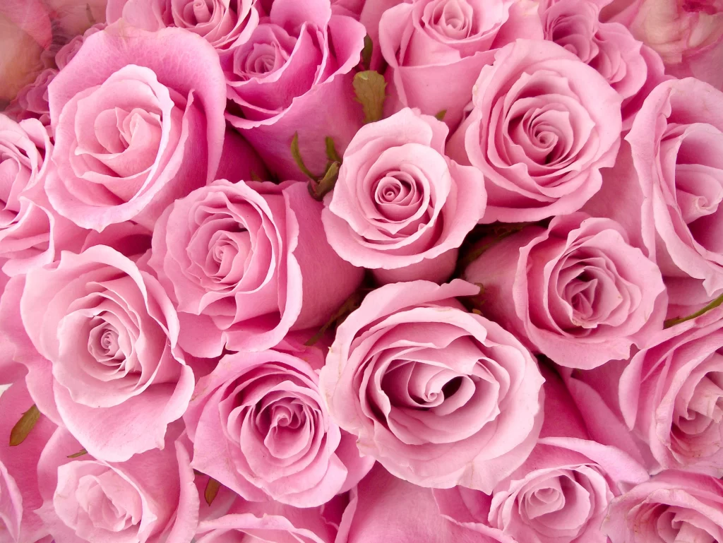 Pink Rose Flower Petal Macro Photography neutral Garden
