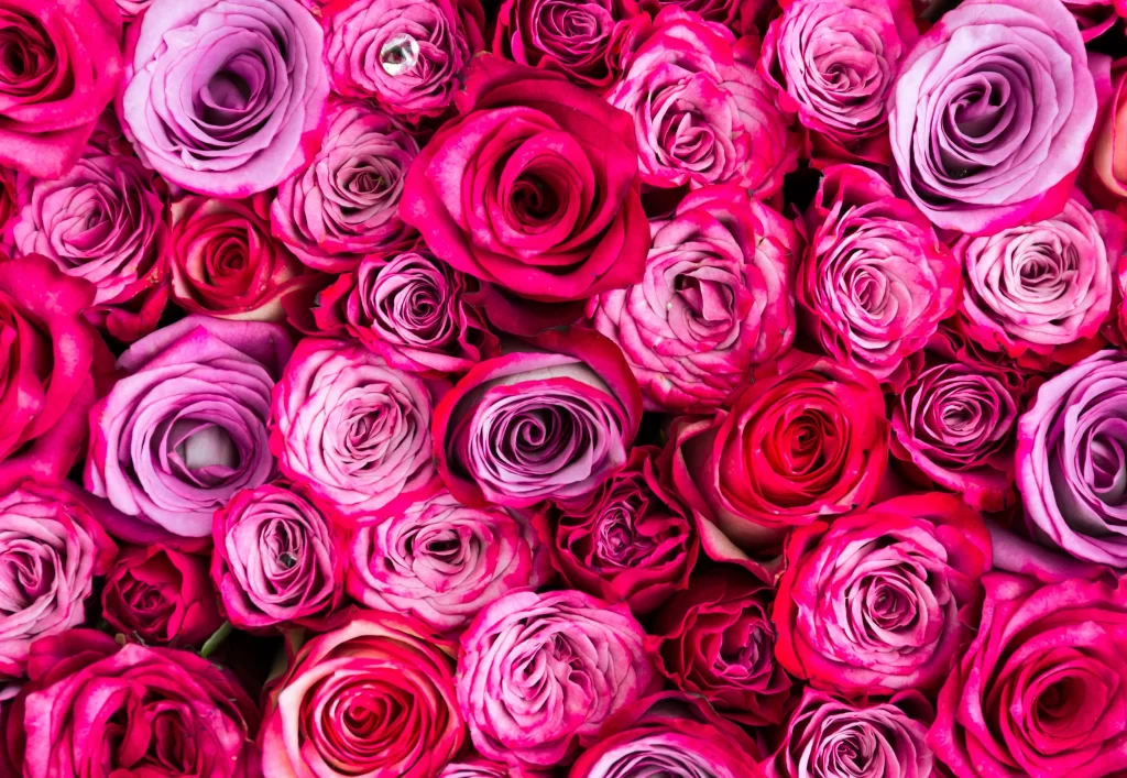 Pink Rose Flower Petal Macro Photography neutral Garden