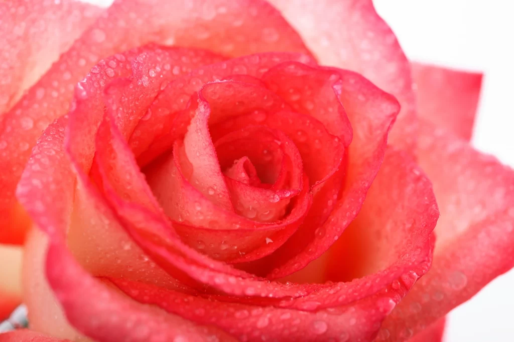 Pink Rose Flower Petal Macro Photography neutral Garden