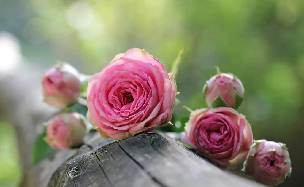 Pink Rose Flower Petal Macro Photography gray Garden