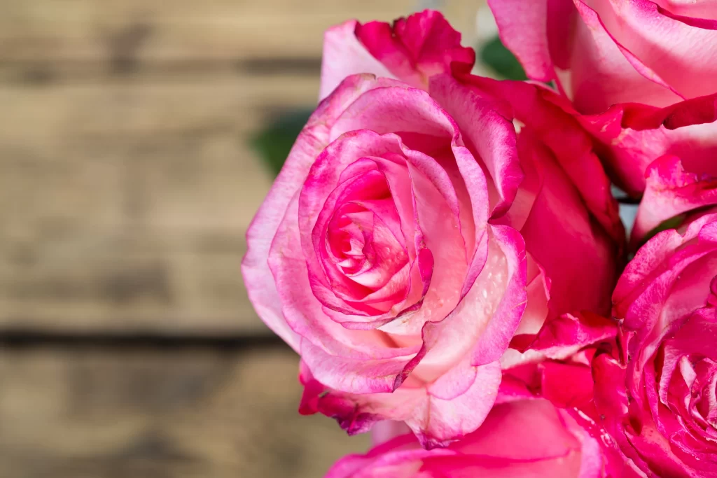 Pink Rose Flower Petal Macro Photography neutral Garden
