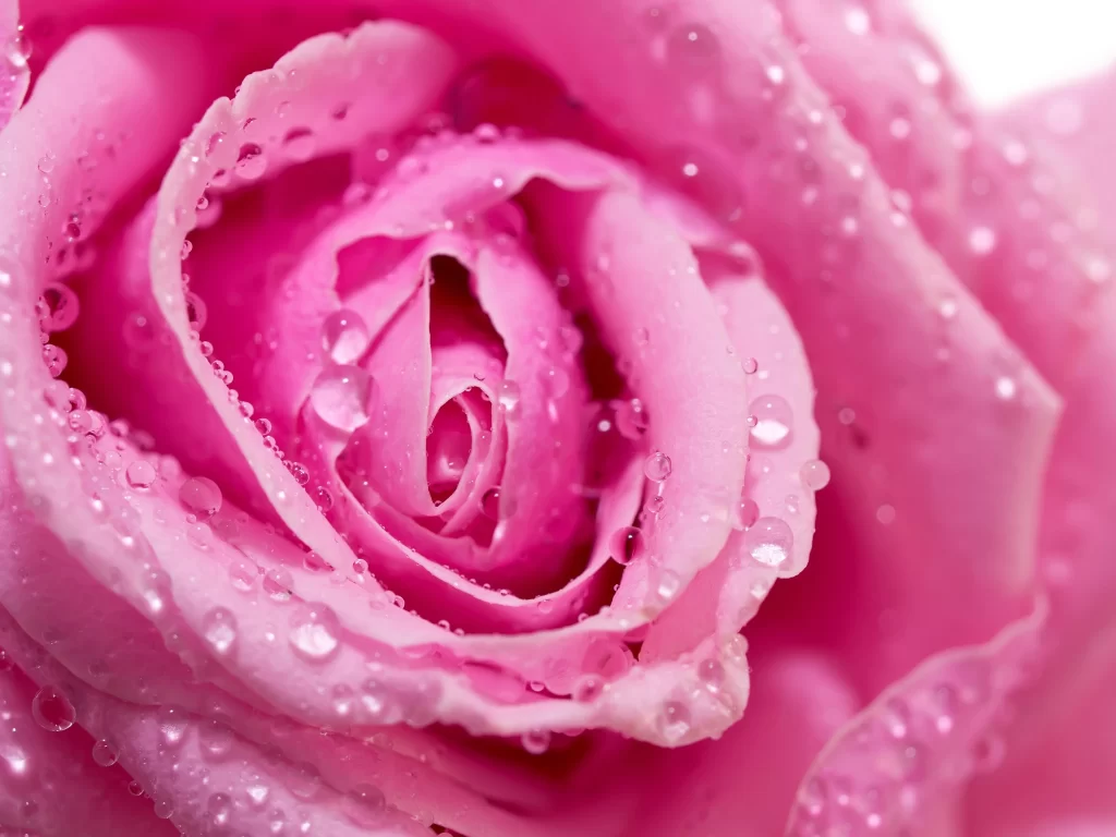Pink Rose Flower Petal Macro Photography neutral Garden