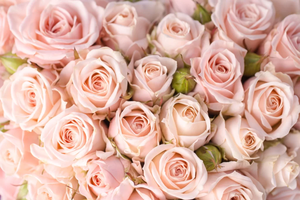 Pink Rose Flower Petal Macro Photography neutral Garden