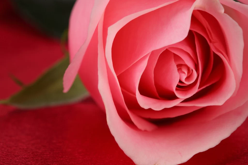 Pink Rose Flower Petal Macro Photography