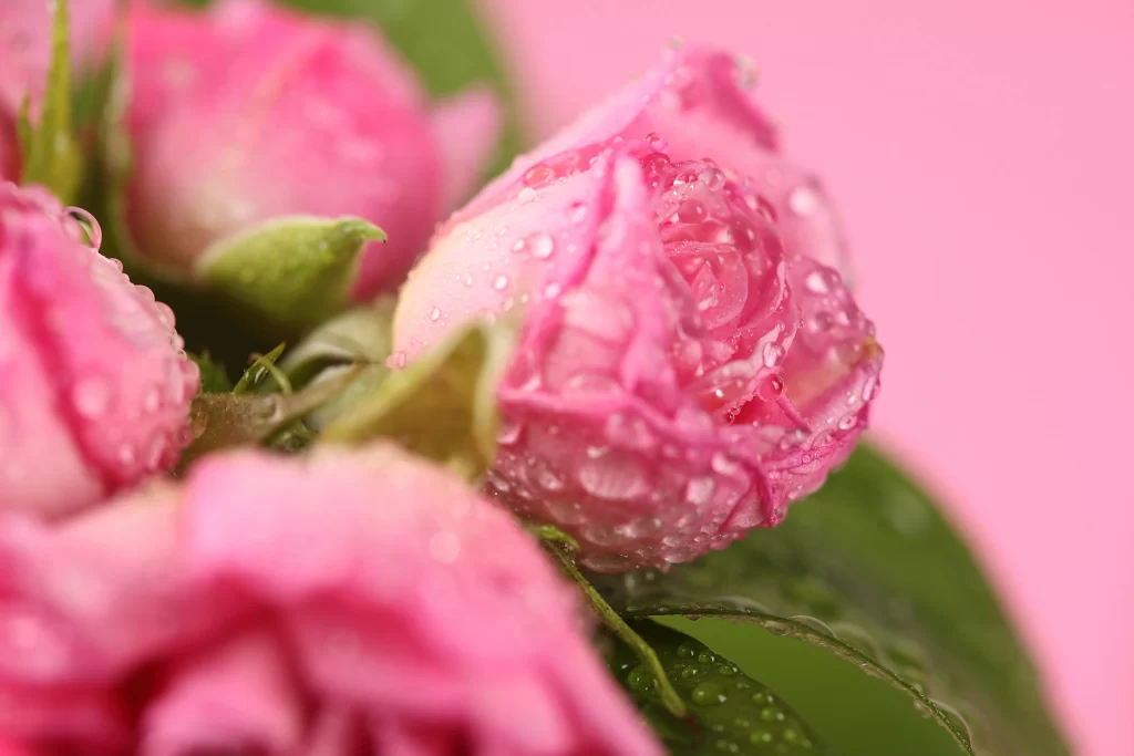 Pink Rose Flower Petal Macro Photography neutral Garden
