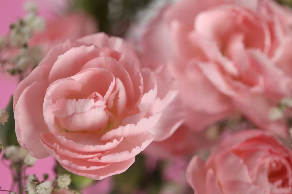 Pink Rose Flower Petal Macro Photography neutral Garden