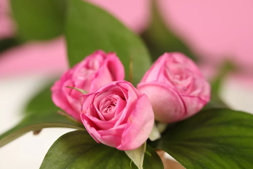 Pink Rose Flower Petal Macro Photography neutral Garden