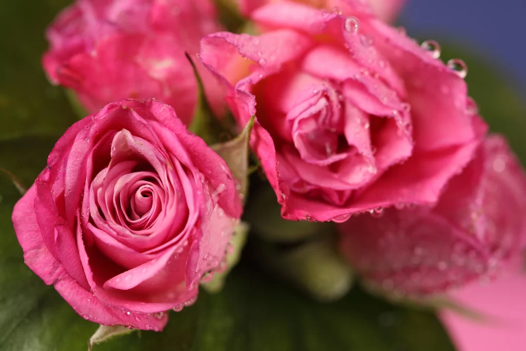 Pink Rose Flower Petal Macro Photography neutral Garden
