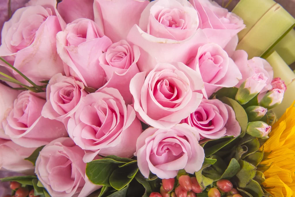 Pink Rose Flower Petal Macro Photography neutral Garden