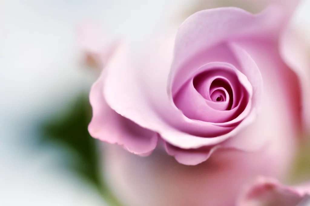 Pink Rose Flower Petal Macro Photography gray Garden