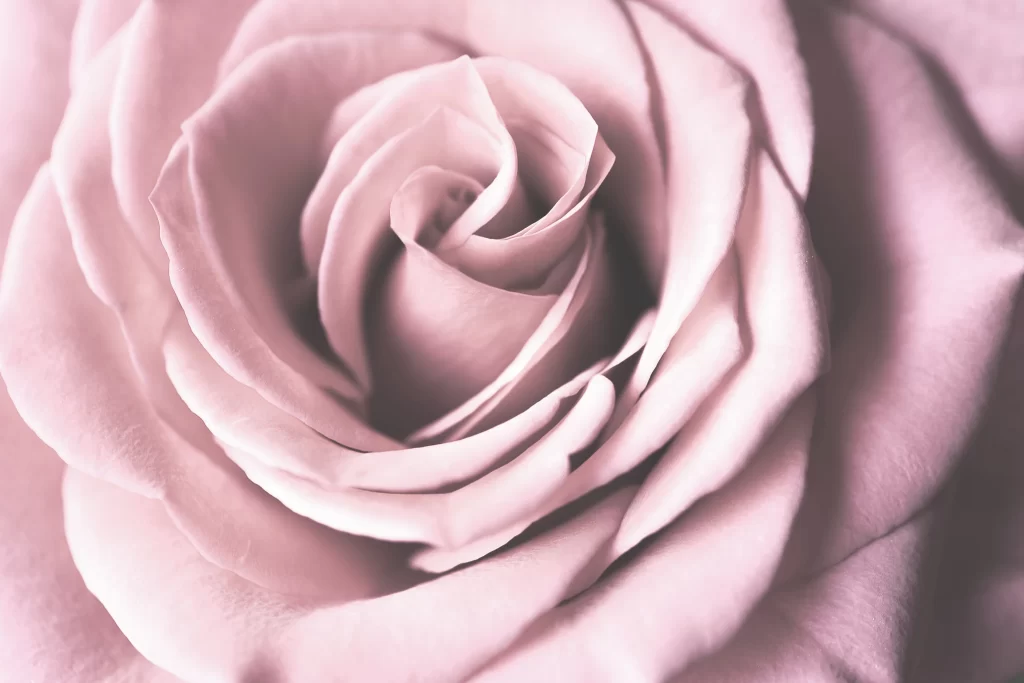 Pink Rose Flower Petal Macro Photography neutral Garden