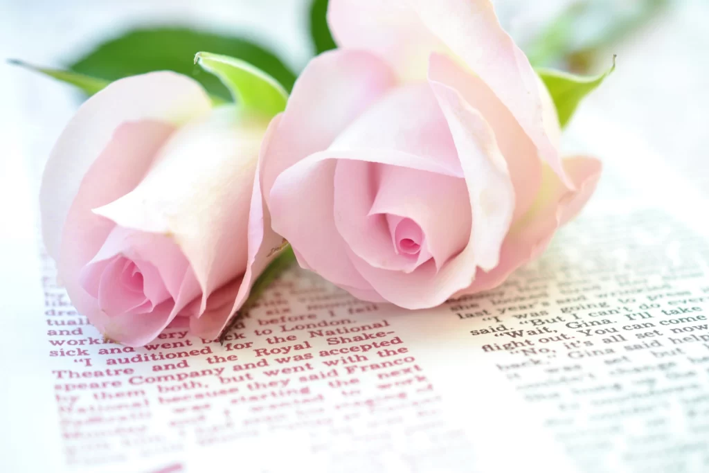 Pink Rose Flower Petal Macro Photography white Garden