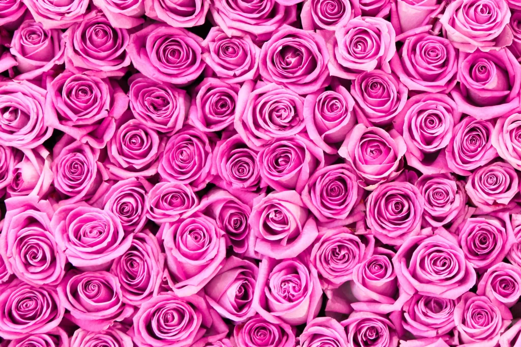 Pink Rose Flower Petal Macro Photography neutral Garden