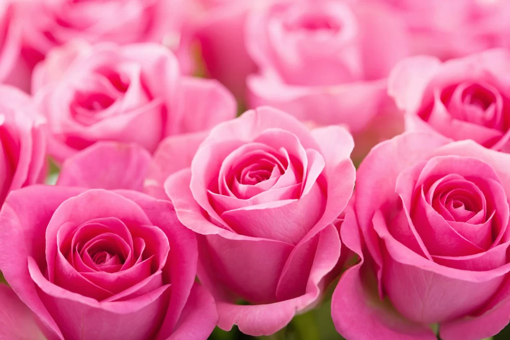 Pink Rose Flower Petal Macro Photography neutral Garden