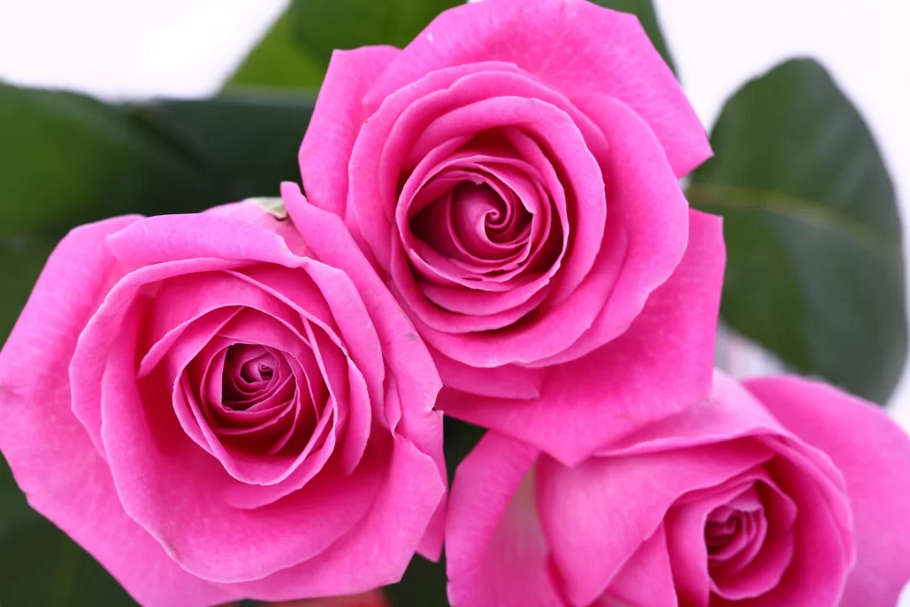 Pink Rose Flower Petal Macro Photography neutral Garden