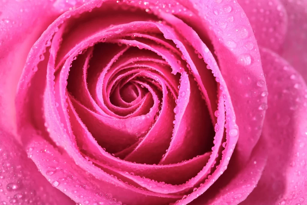 Pink Rose Flower Petal Macro Photography neutral Garden