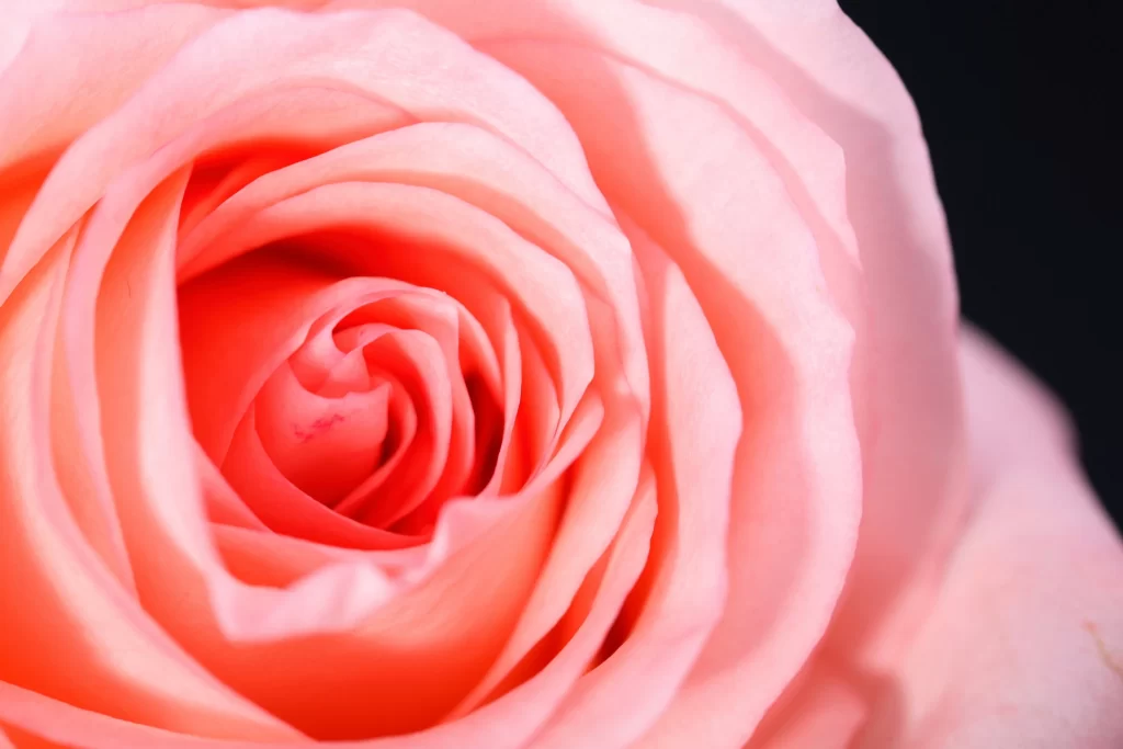 Pink Rose Flower Petal Macro Photography neutral Garden