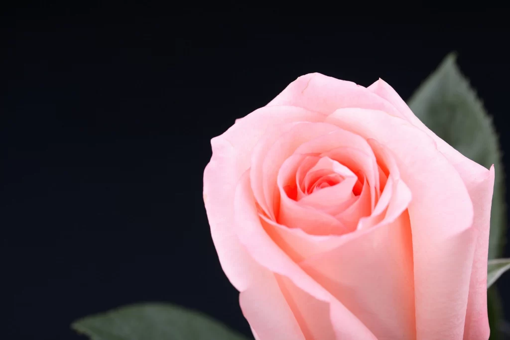 Pink Rose Flower Petal Macro Photography gray Garden