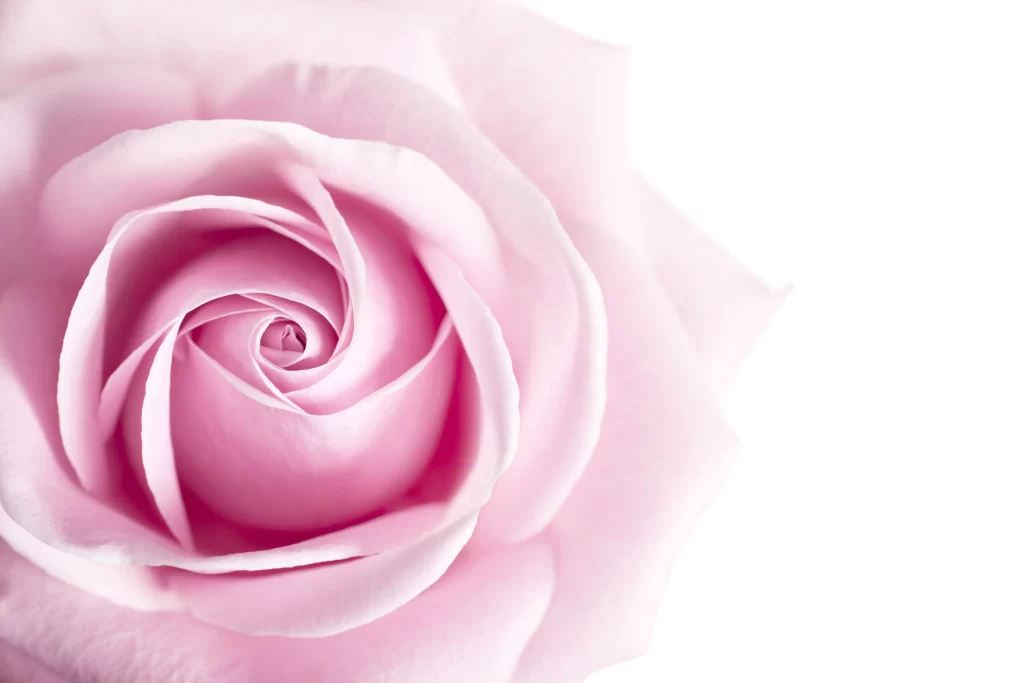 Pink Rose Flower Petal Macro Photography white Garden