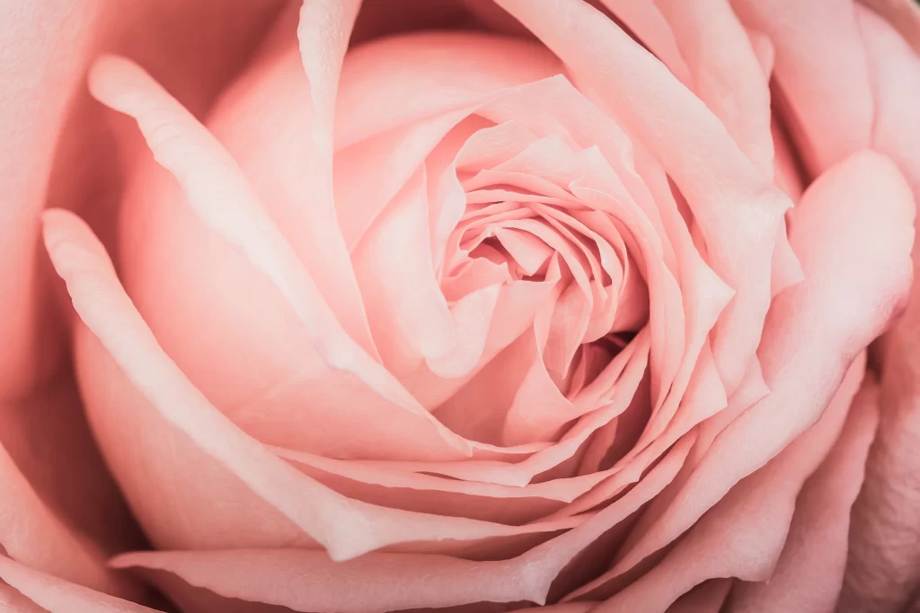 Pink Rose Flower Petal Macro Photography neutral Garden
