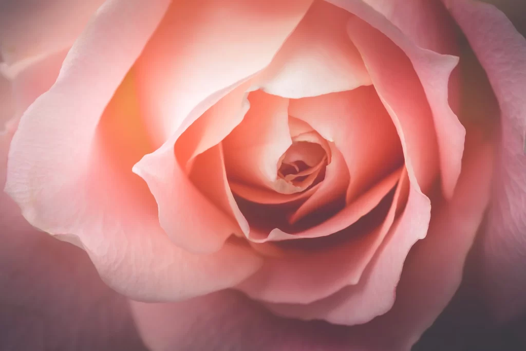 Pink Rose Flower Petal Macro Photography neutral Garden